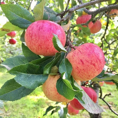 Pink Apple Tree Seeds for Planting – Heirloom Non-GMO Garden Seeds