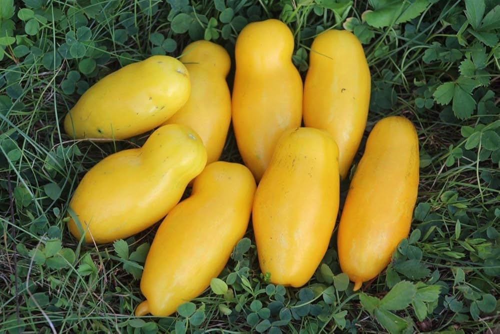 Banana Legs Tomato Seeds