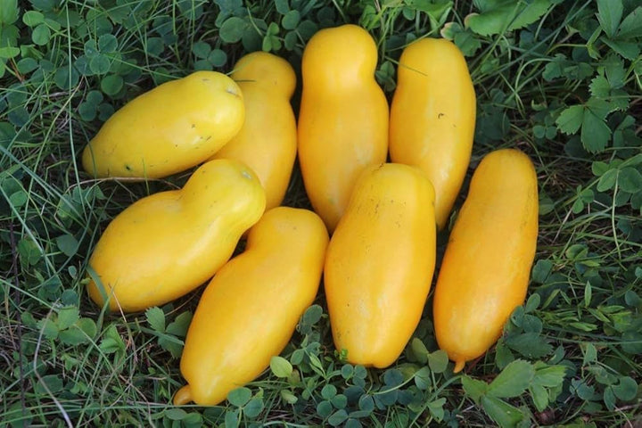 Banana Legs Tomato Seeds