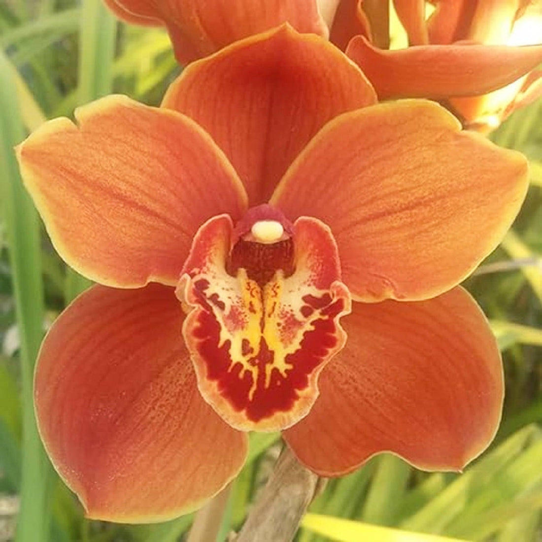 Orange Paphiopedilum flower seeds