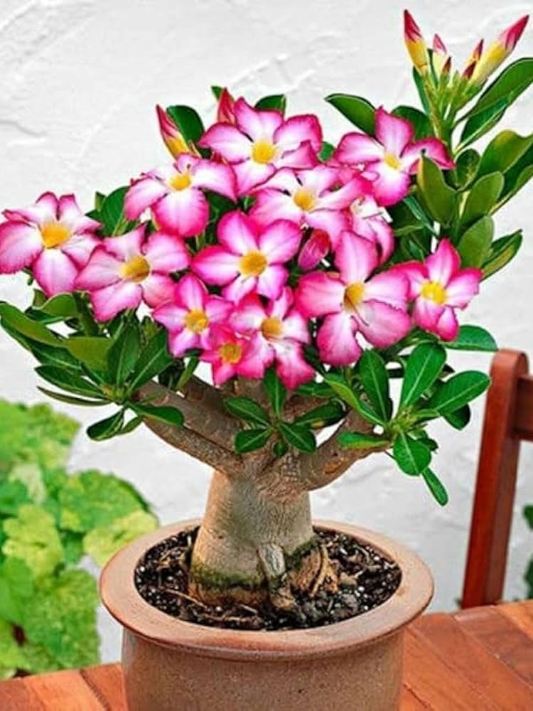 Adenium Obesum flower seeds