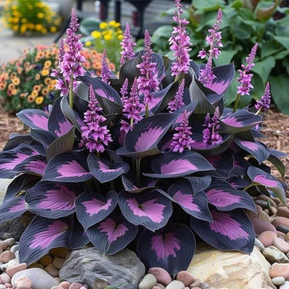 Royal Leaf Hosta plant