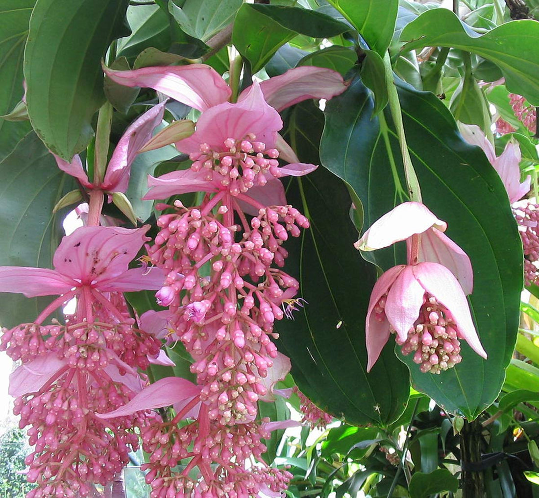 Medinilla flower seeds