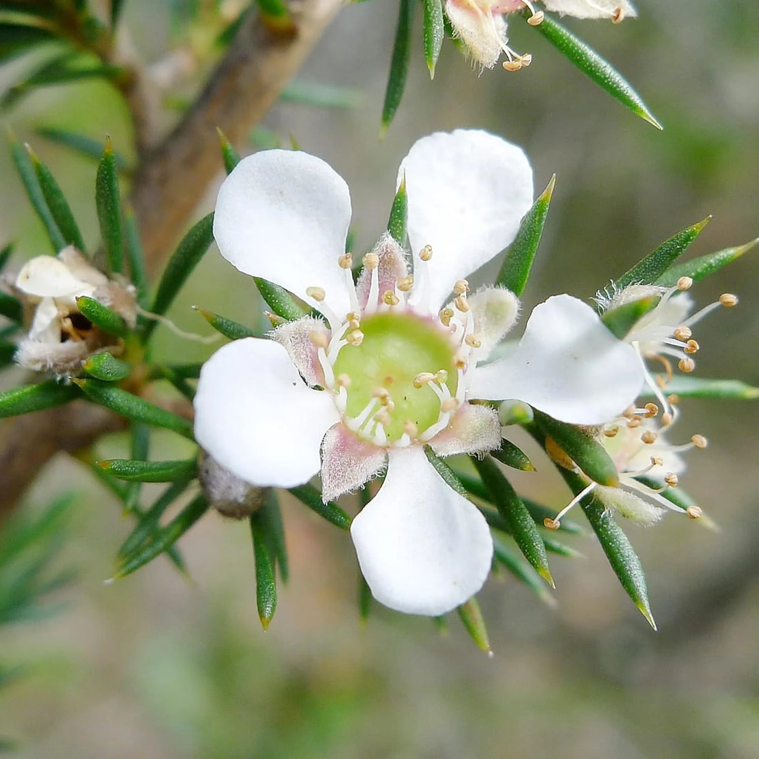 Manuka flower seeds