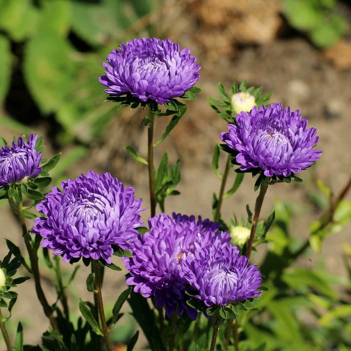Silky Aster flower seeds