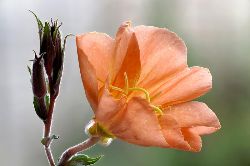 Orange Evening Primrose Flower Seeds for Planting – Heirloom Non-GMO Garden Seeds