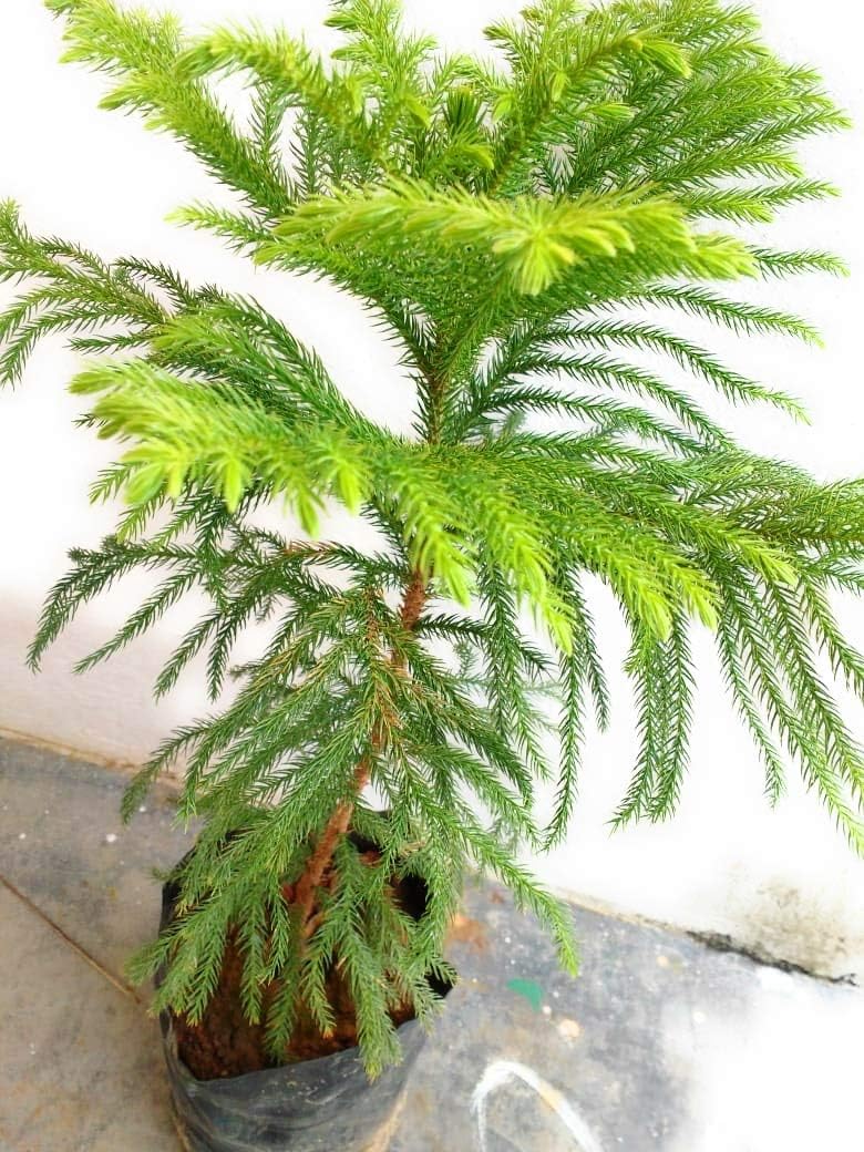Araucaria flower seeds