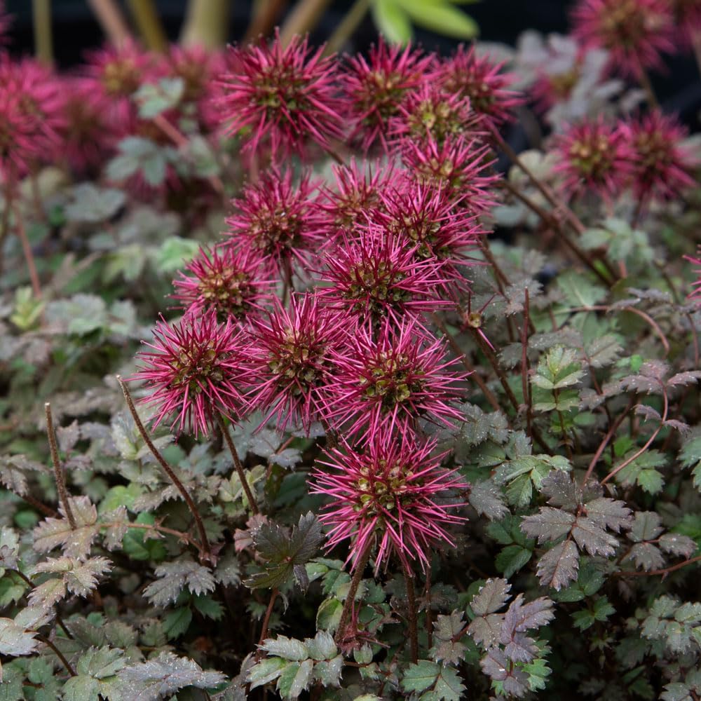 Acaena Microphylla flower seeds