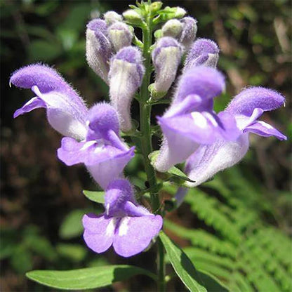 Violet Coronilla Flower Seeds for Planting – Heirloom Non-GMO Garden Seeds