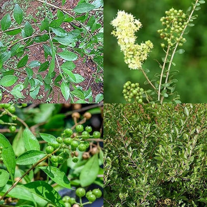 Lawsonia Inermis flower seeds