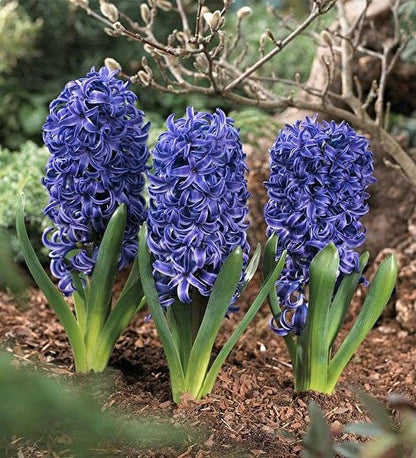 Deep Blue Hyacinth Flower Seeds for Planting – Heirloom Non-GMO Garden Seeds