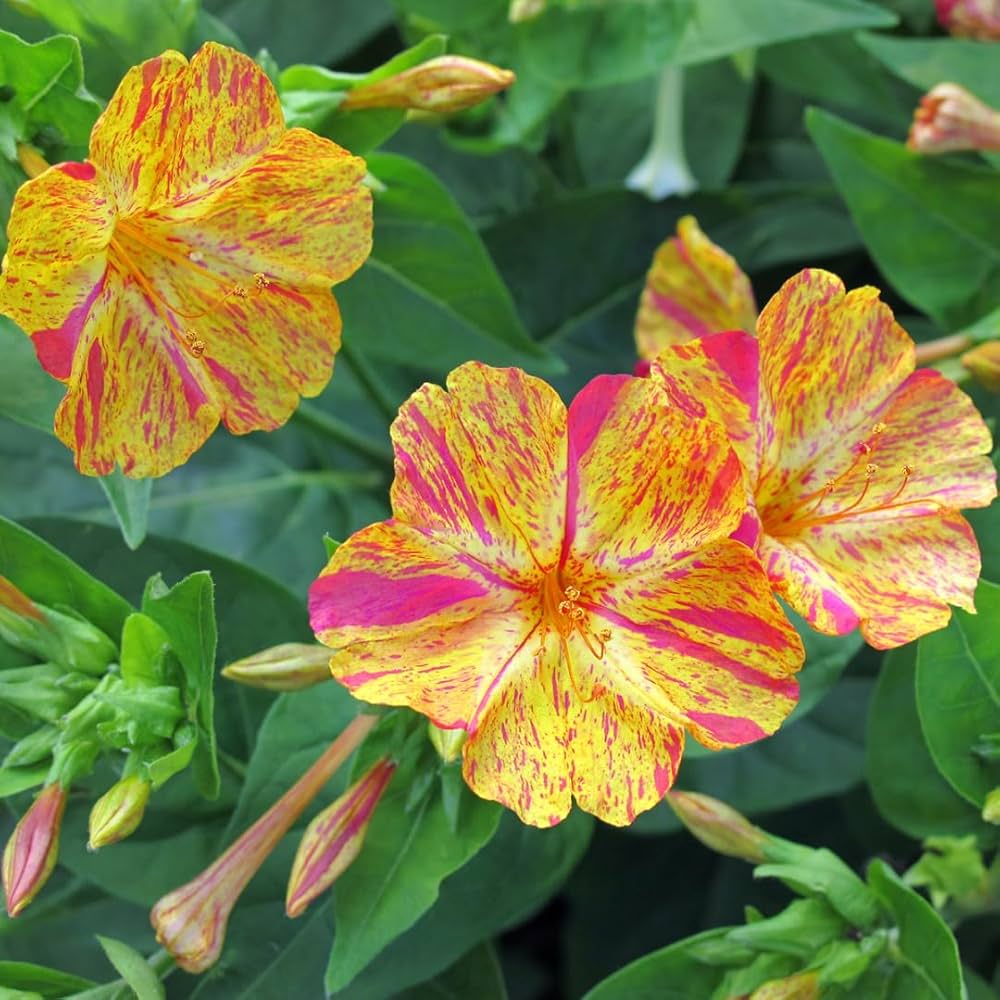 Yellow Red flower seeds