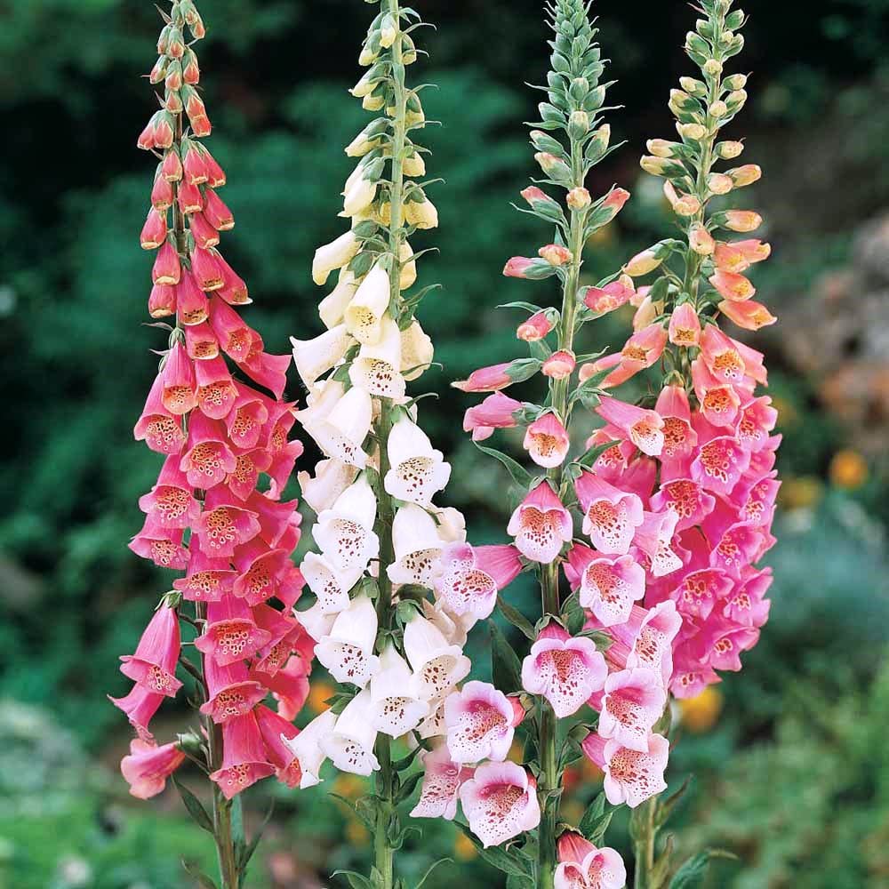 Pink Climbing flower seeds