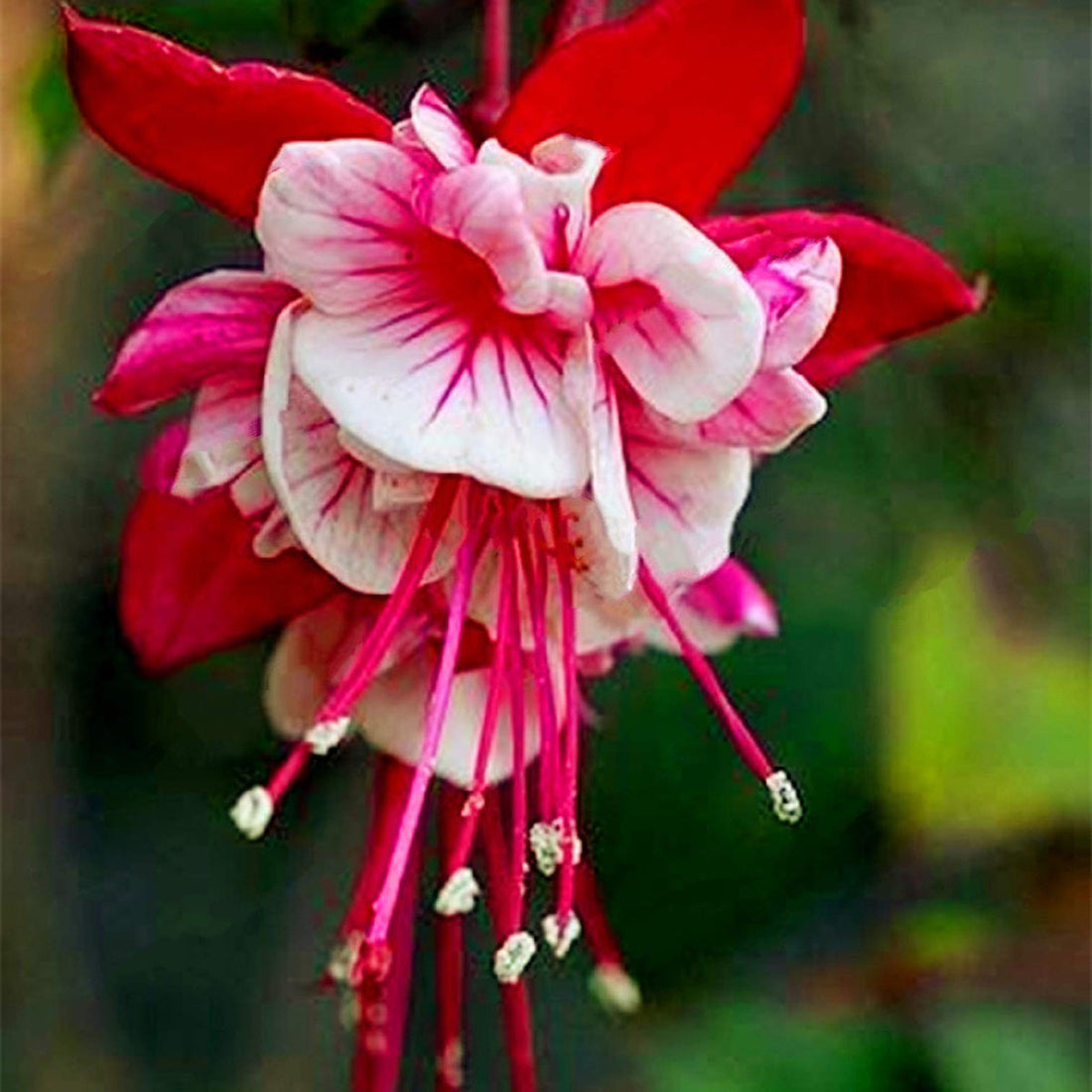 Red White flower seeds