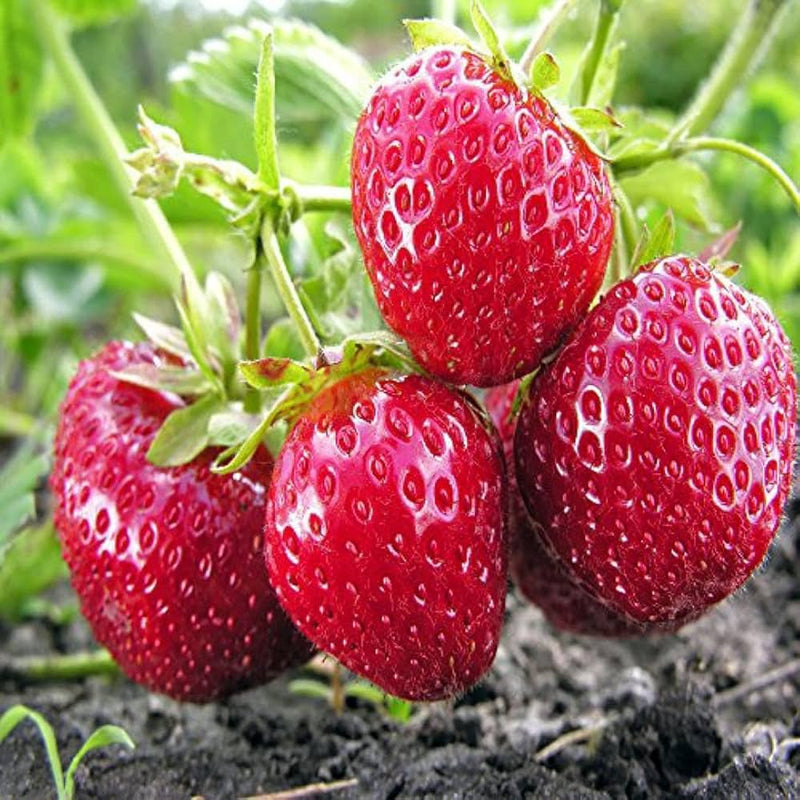 Burgundy Strawberry Fruit Seeds for Planting – Heirloom Non-GMO Garden Seeds