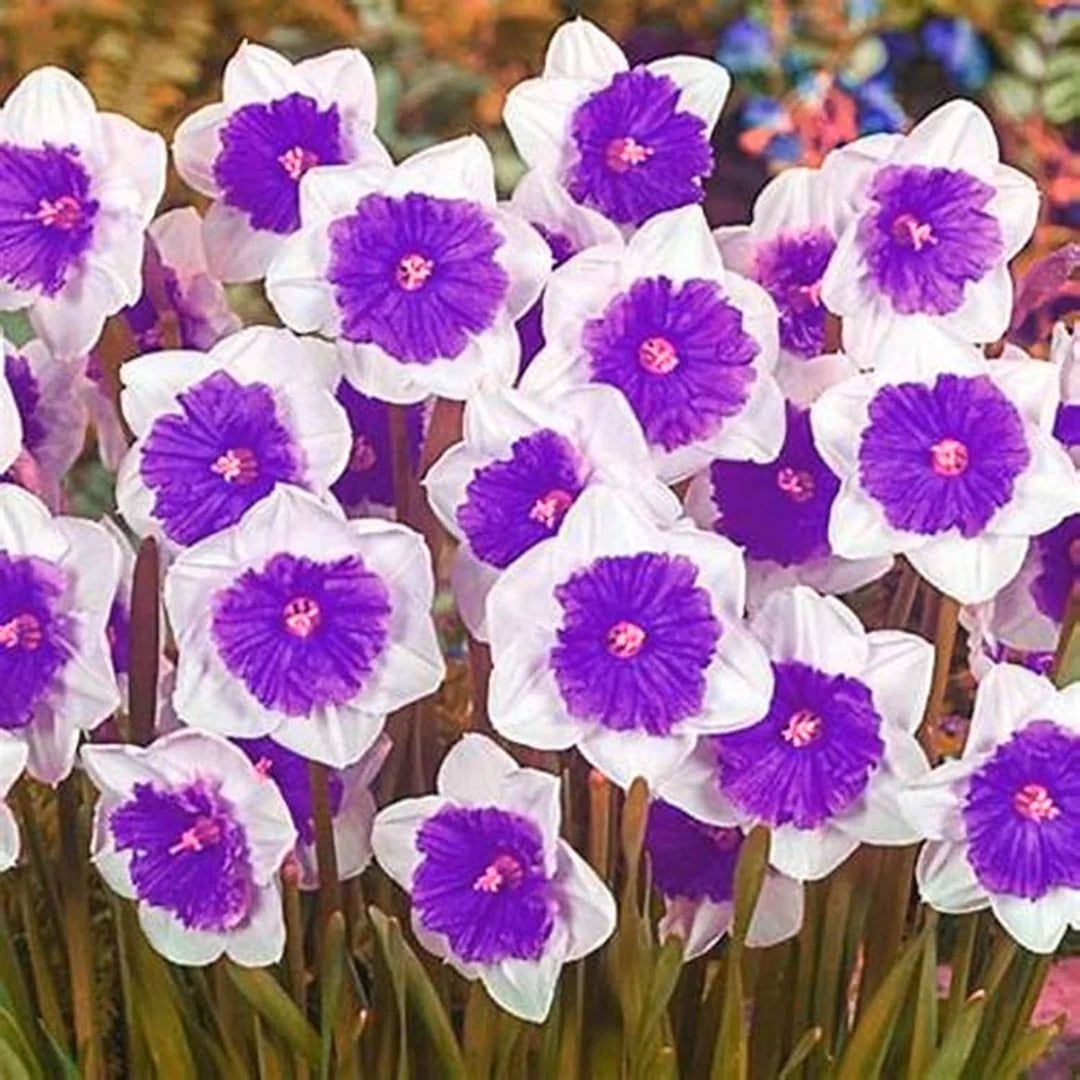 Violet White flower seeds