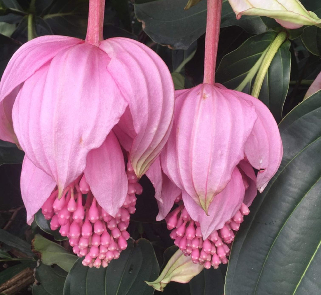 Medinilla Magnifica flower seeds