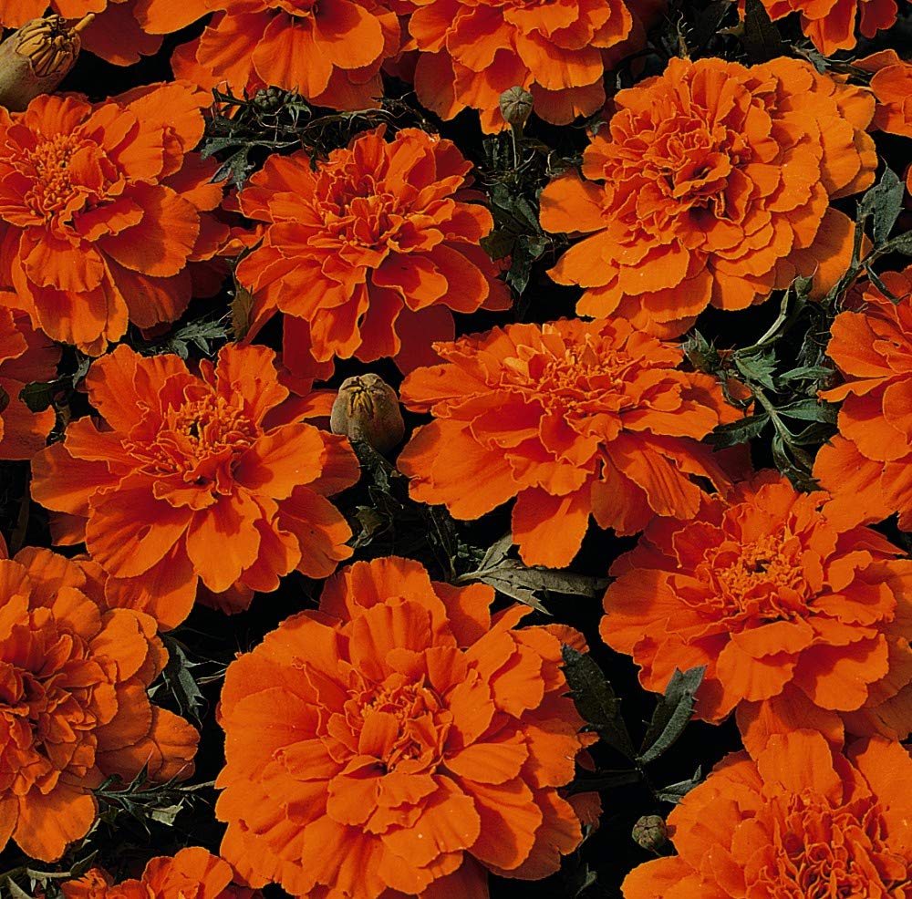 Durango Tangerine Marigold plant