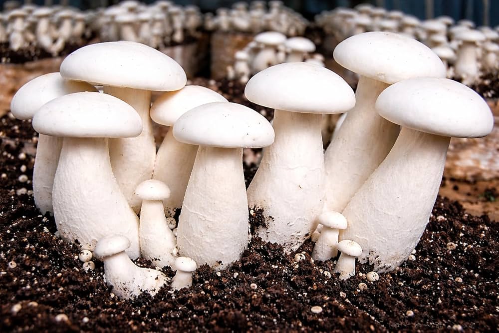 White Mushroom Spores
