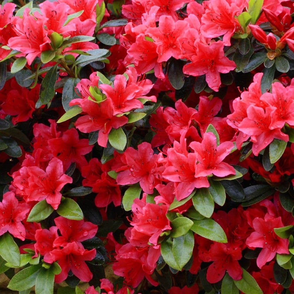 Red Azaleas flower seeds