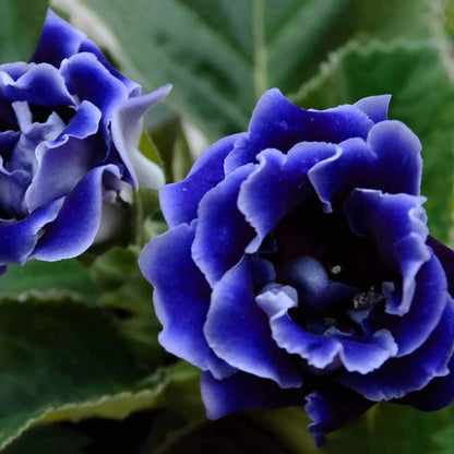 Dark Blue Gloxinia Flower Seeds for Planting – Vibrant Indoor & Garden Flowers