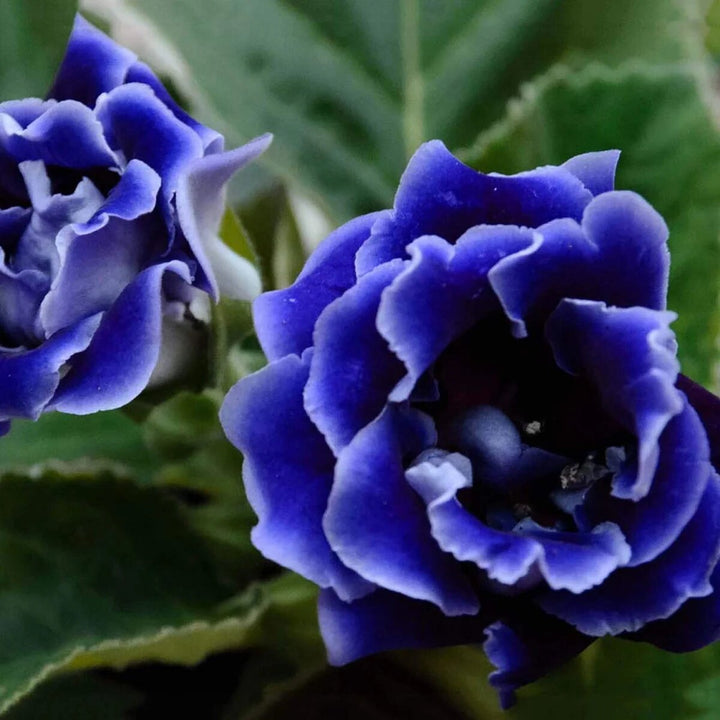 Dark Blue Gloxinia Flower Seeds for Planting – Vibrant Indoor & Garden Flowers