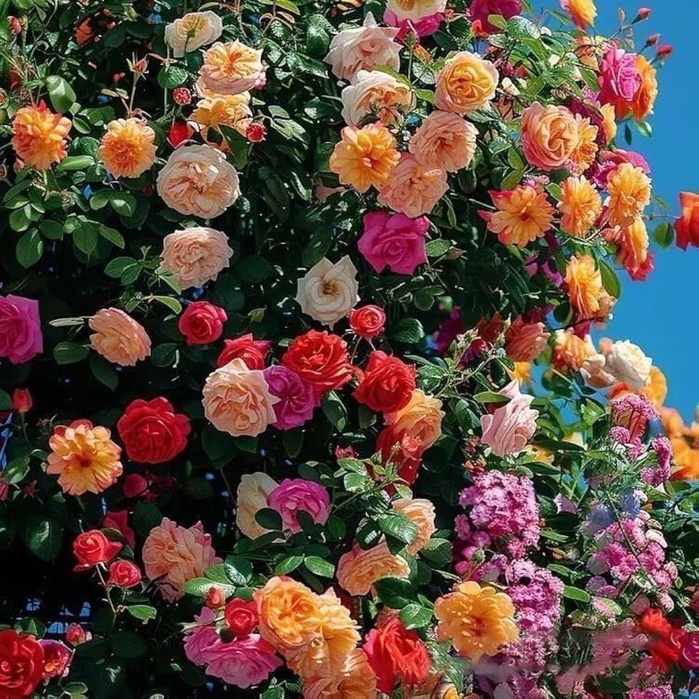 Color Rose flower seeds