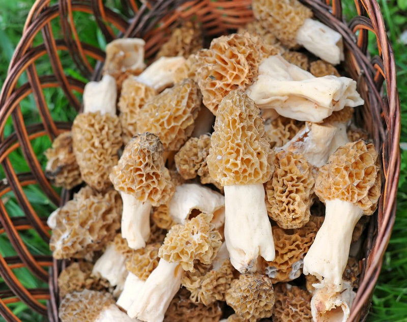 Morel Mushroom Spores for Growing