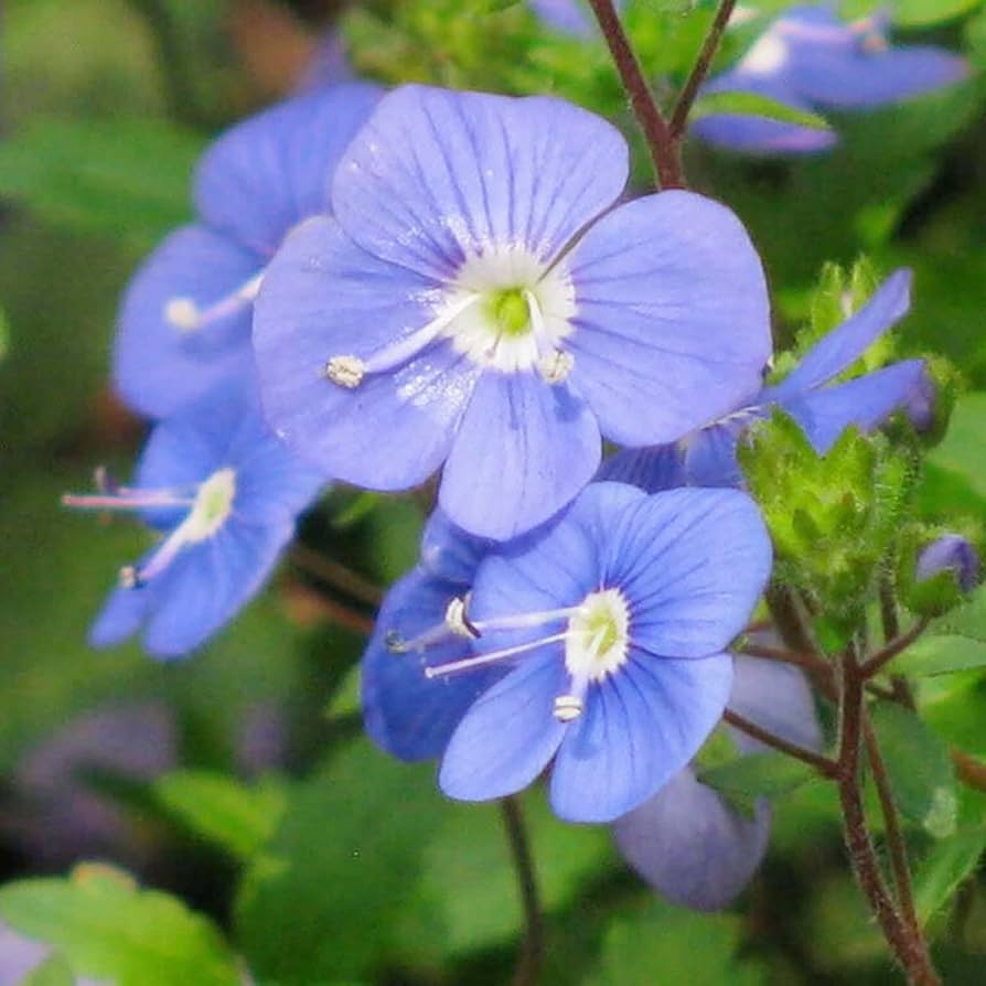 Creeping Blue flower seeds