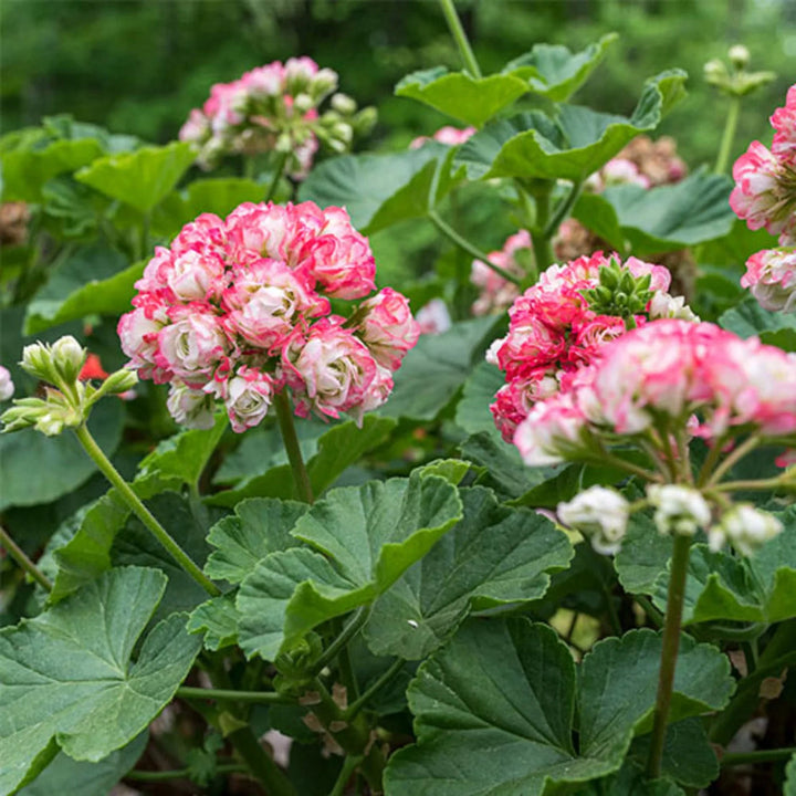 Geranium Apple flower seeds