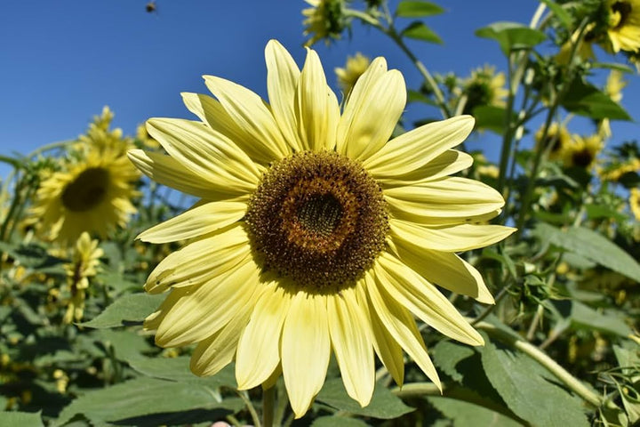 Lemon Queen flower seeds