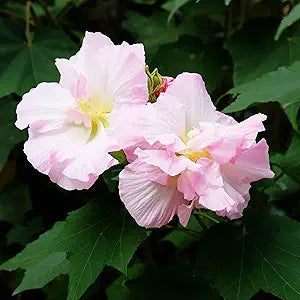 Hibiscus Mutabilis flower seeds