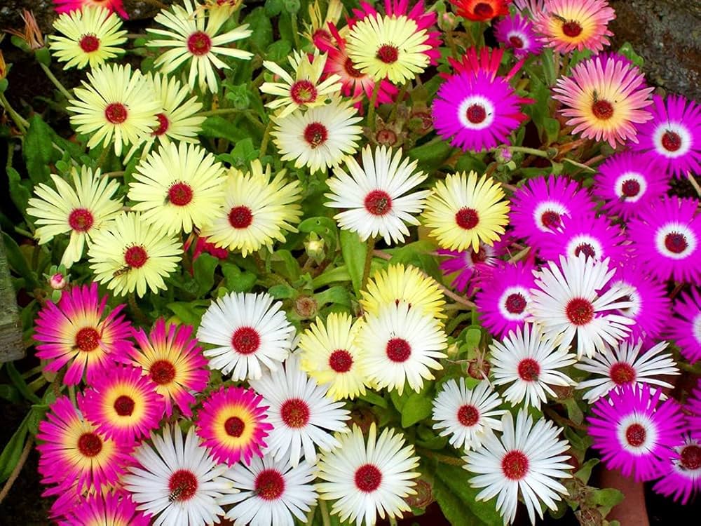 Bright Red flower seeds