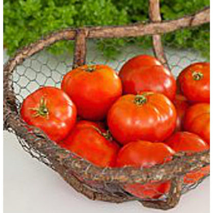 Mountain Pride Tomato Vegetable Seeds for Planting – Heirloom Non-GMO Garden Seeds