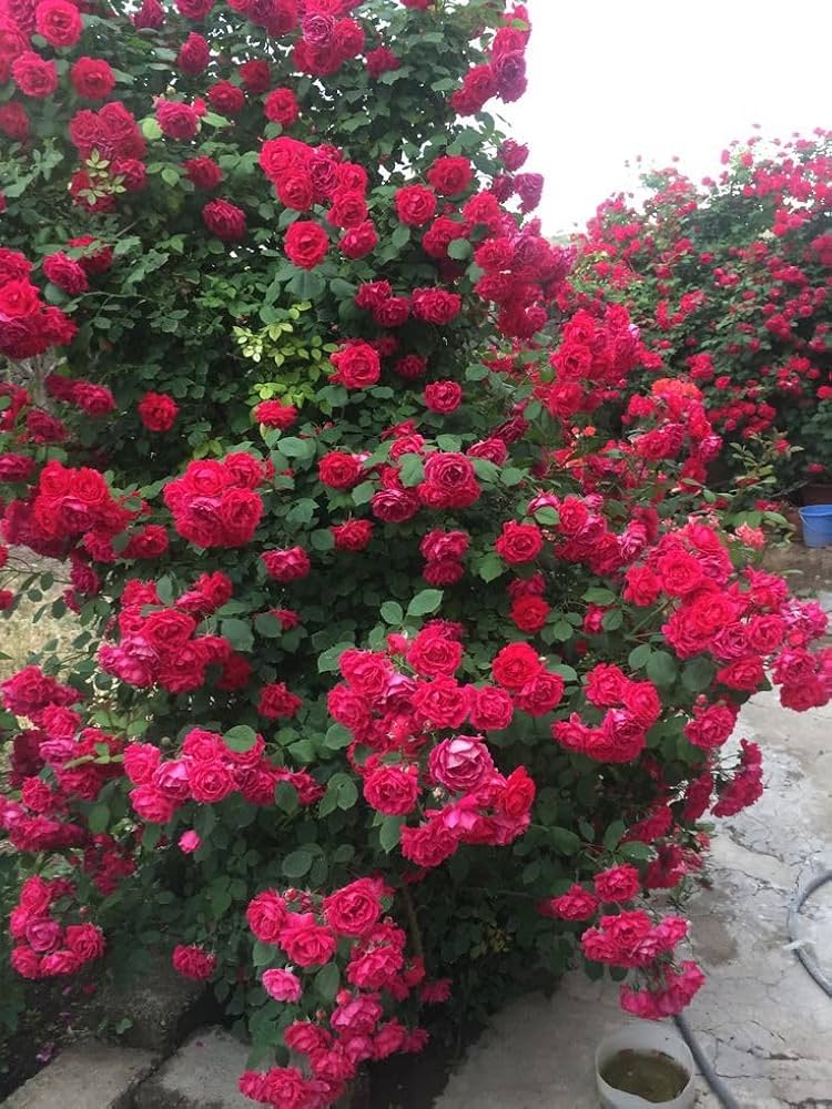 Dark Pink flower seeds
