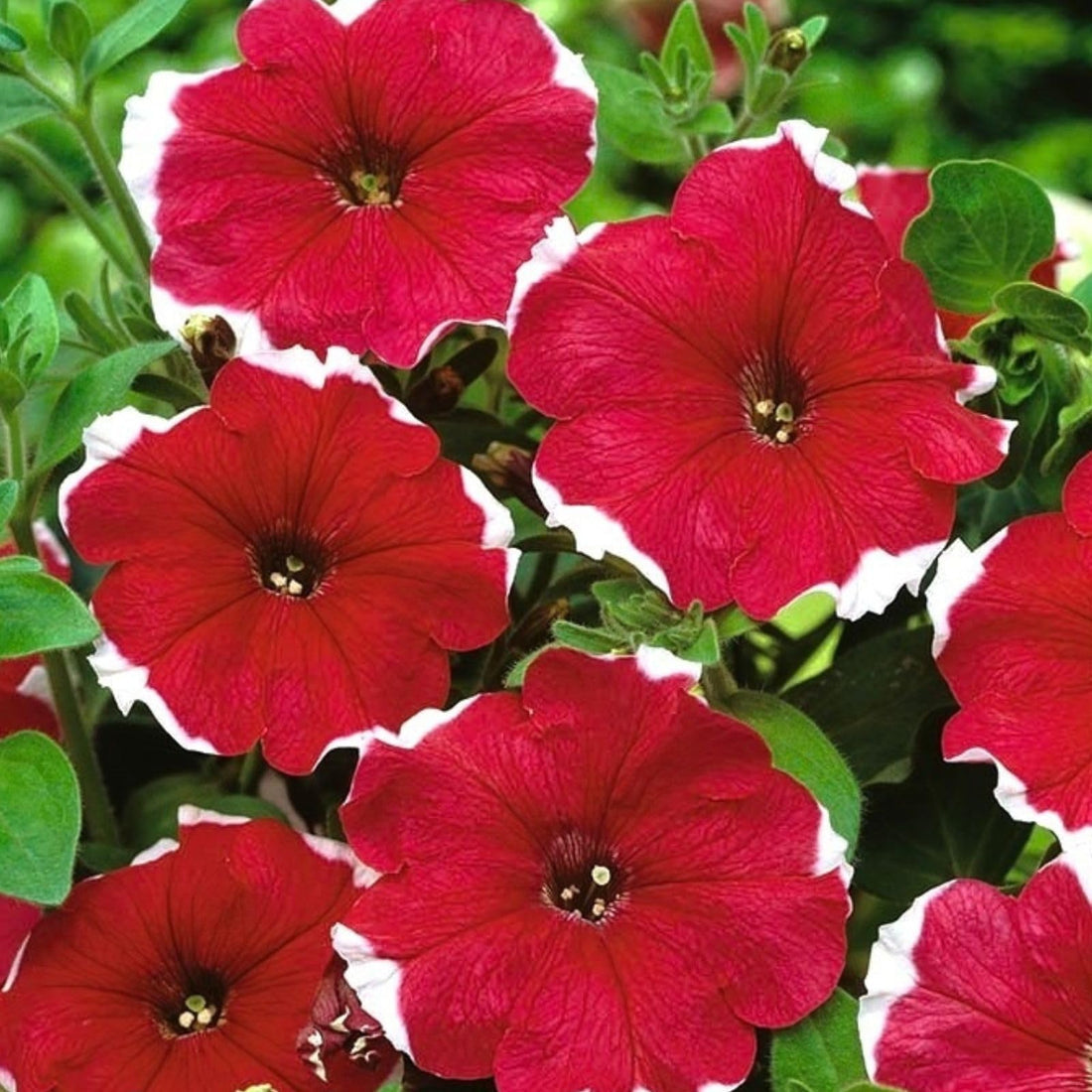Salmon Freedom flower seeds