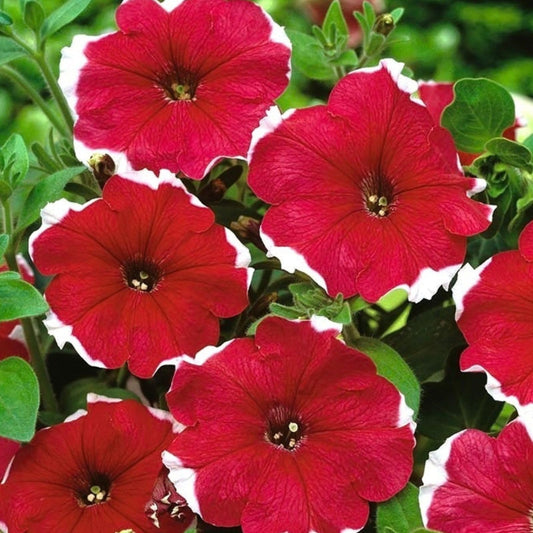 Salmon Freedom flower seeds