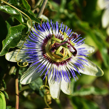 Passiflora flower seeds