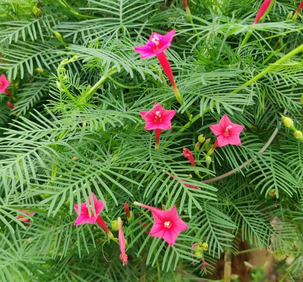 Pink Vinca flower seeds
