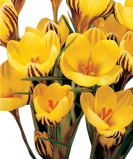 Yellow Crocus flower seeds