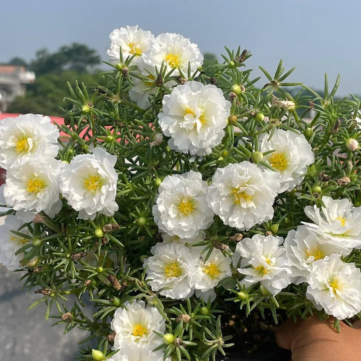 White Portulaca flower seeds