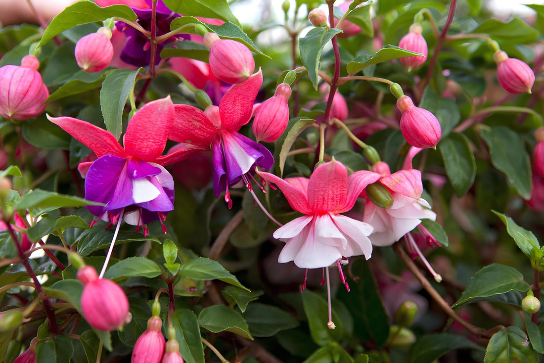 Lantern Fuchsia flower seeds