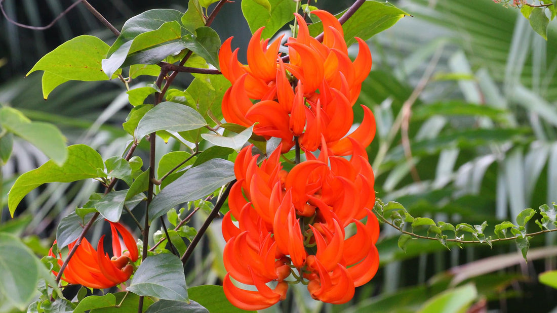 Orange Strongylodon flower seeds