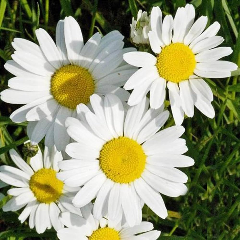 White Leucanthemum flower seeds