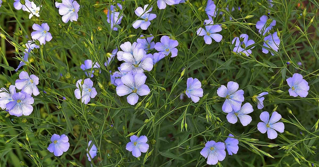 Flax flower seeds