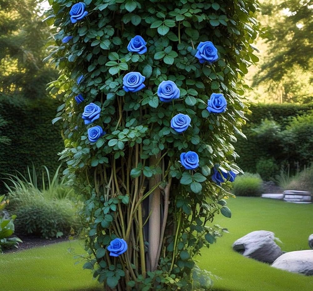 Blue Climbing flower seeds