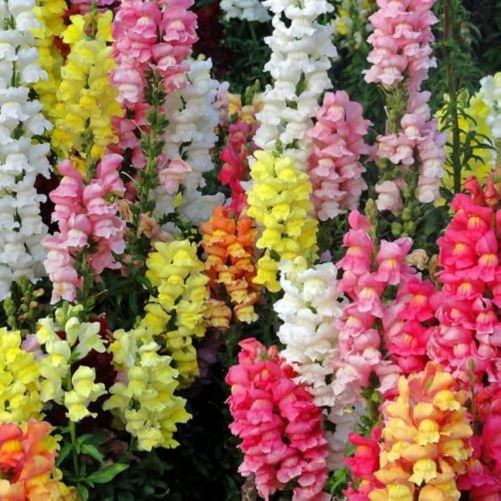 Snapdragon flower seeds