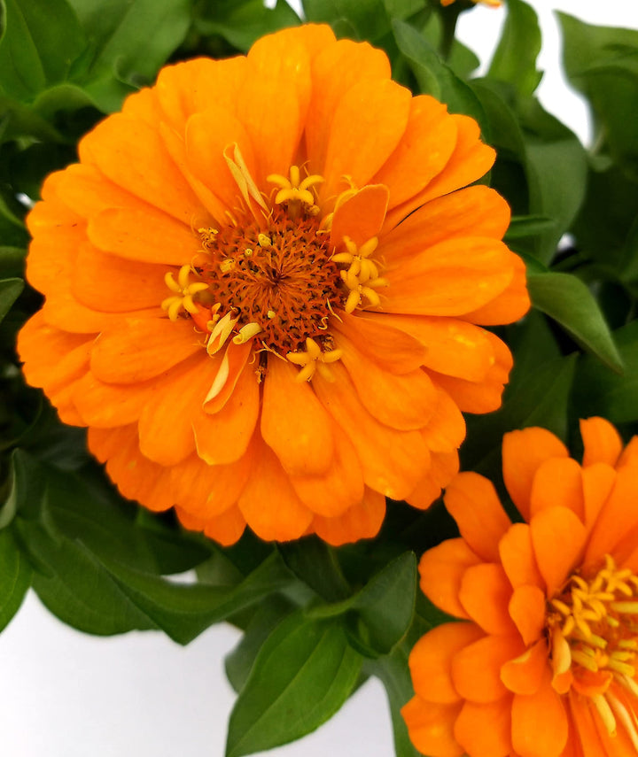 Yellow Zinnia flower seeds