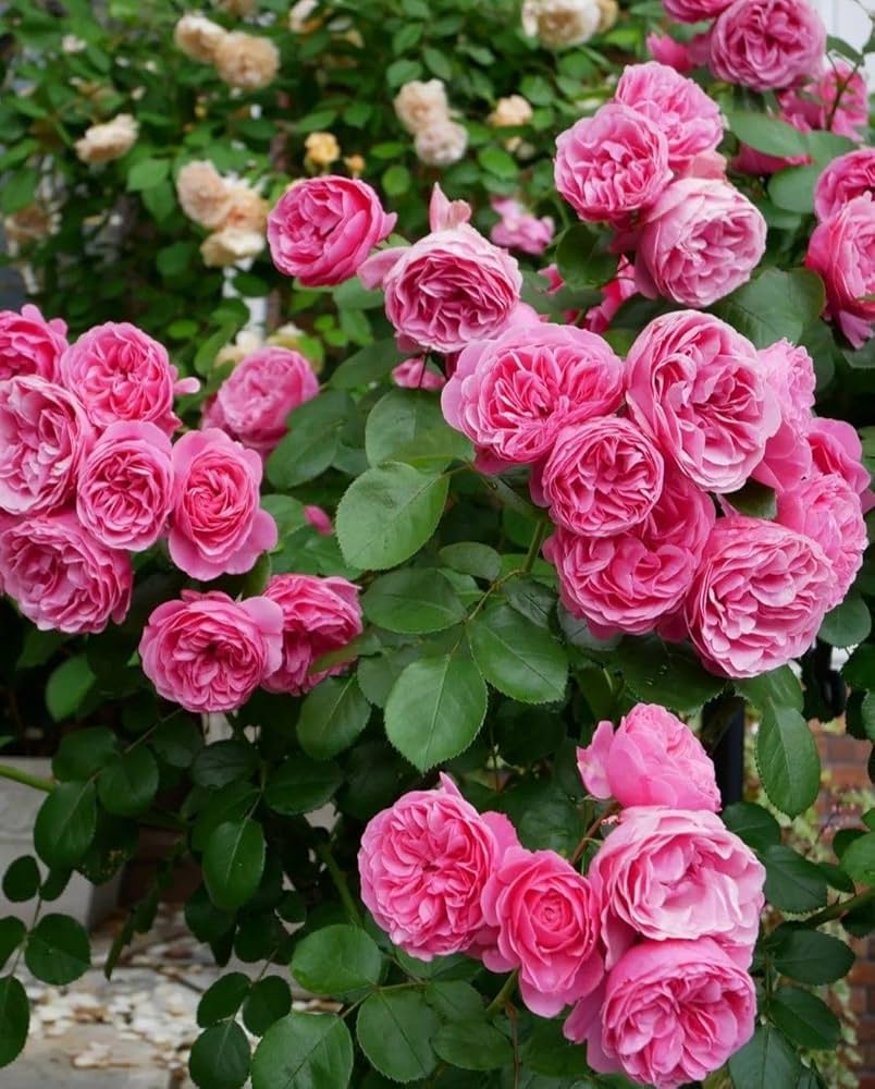 Damask Rose flower seeds