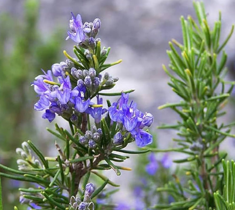 Violet Rosemary Flower Seeds for Planting – Heirloom Non-GMO Garden Seeds
